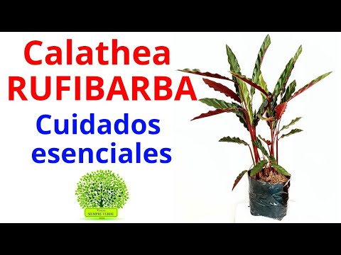 Cuidados de la Calathea rufibarba: todo lo que necesitas saber