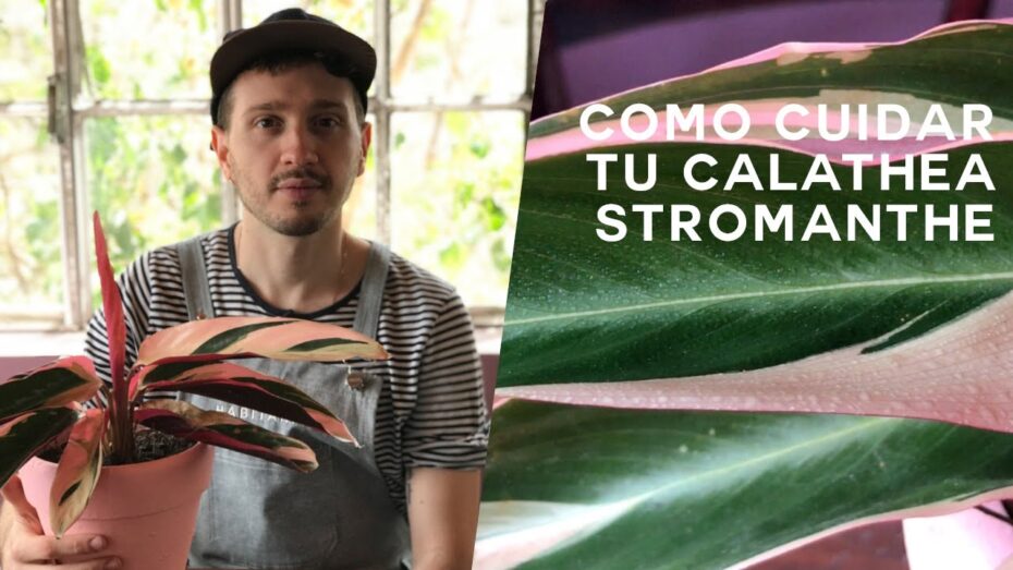 Calathea triostar: Conoce todo sobre esta planta exótica y sus cuidados