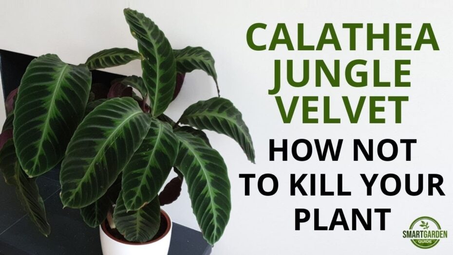 Calathea warscewiczii: Descubre todo sobre esta planta exótica y hermosa