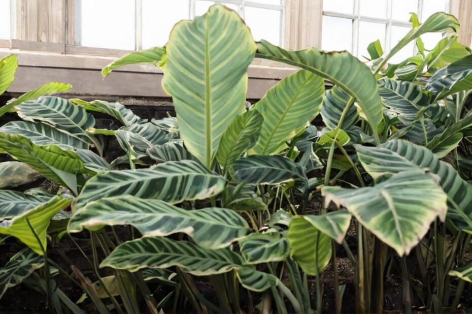 Calathea zebrina. Cómo aportarle los mejores cuidados