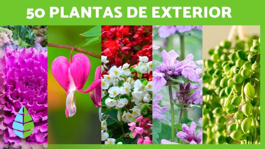 Calibrachoa: Embellece cualquier rincón con esta alegre planta