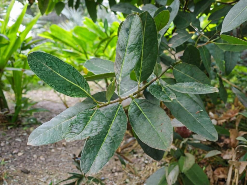 Calophyllum brasiliense un árbol hondureño