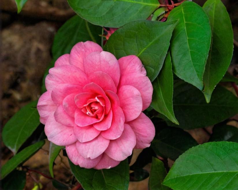 Camelia (Camellia)