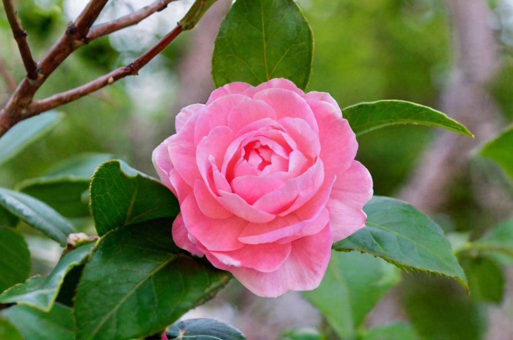 Camelia rosa: cuidados, usos y más