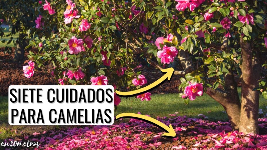Cuidados, usos y más de la Camelia rosa: todo lo que debes saber