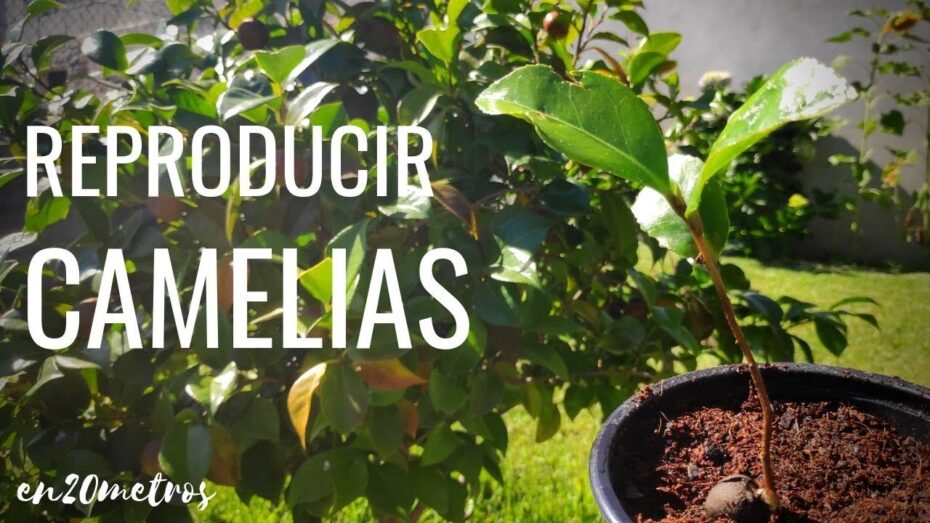 Cuidados y reproducción de camelias: todo lo que necesitas saber