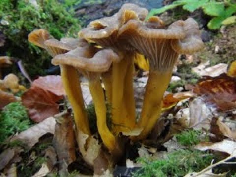 Cantharellus tubaeformis: Descubre todo sobre este hongo fascinante y sus propiedades botánicas