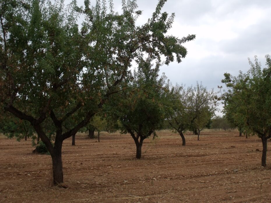 Guara: Características y cultivo del almendro, una guía completa