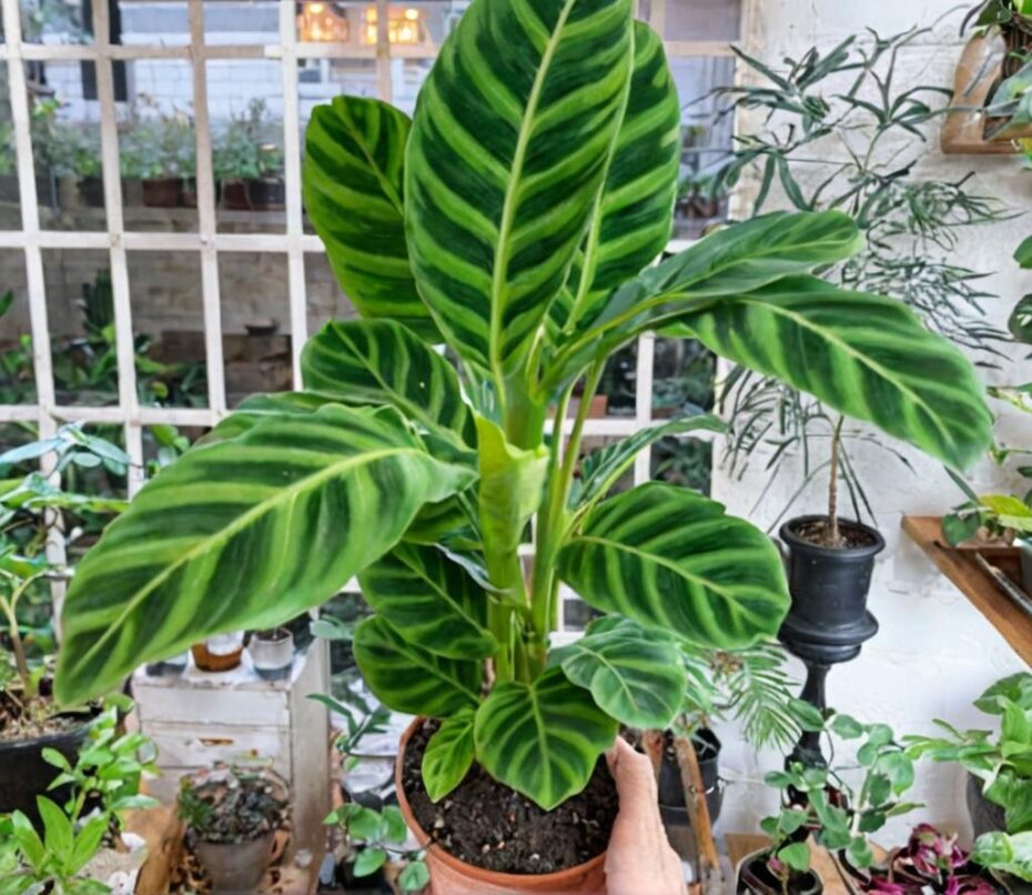 Características de la Ctenanthe oppenheimiana