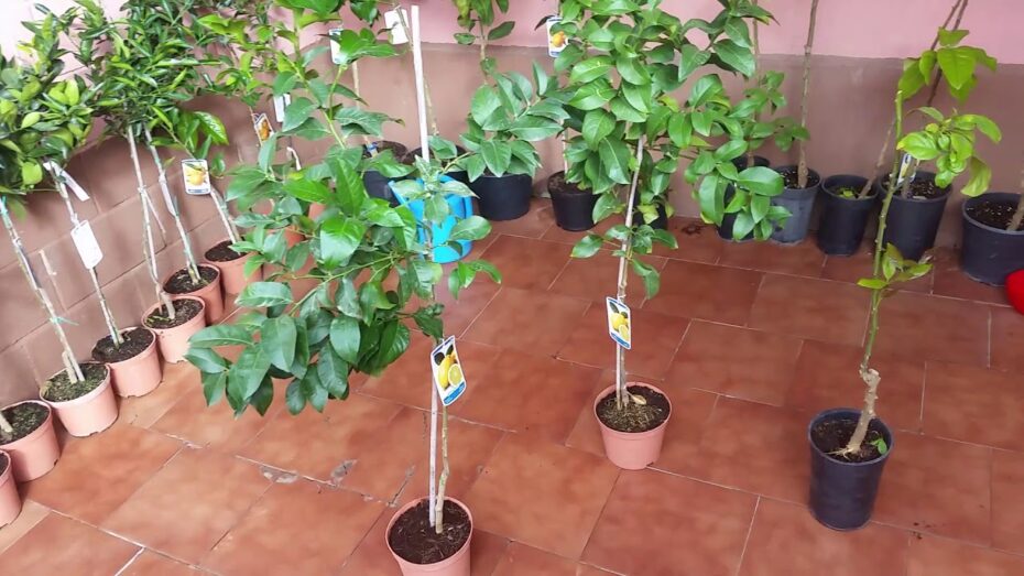 Limonero lunero: Características y secretos de esta planta citrícola
