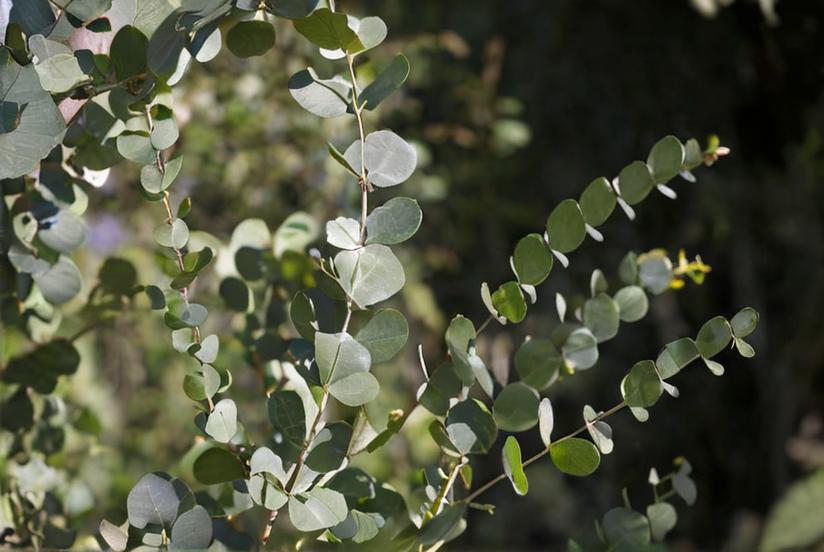 Características principales del Eucalyptus Globulus
