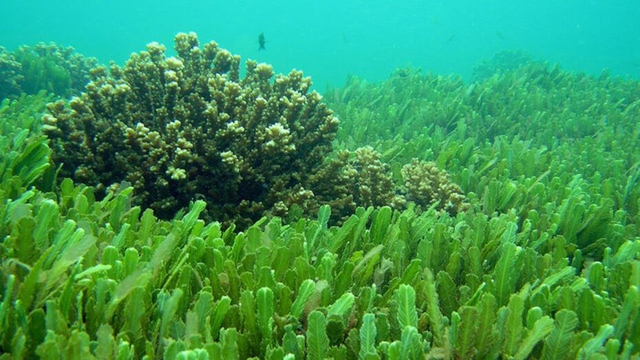 Tipos y características de algas: Una guía completa sobre la botánica acuática