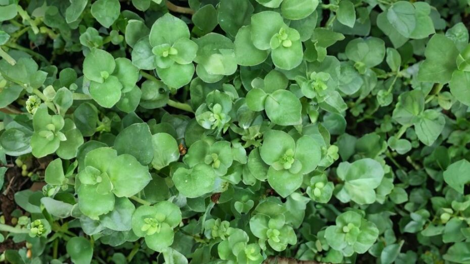 Características y cuidados de la Crassula pellucida