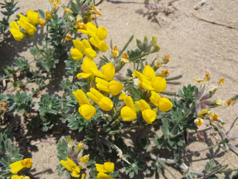 Medicago marina: Descubre todo sobre el Carretón de playa y sus beneficios