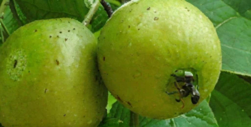 Cas o Guayaba de monte una fruta de Costa Rica