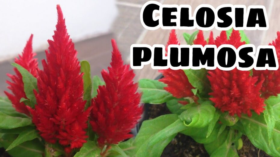 Celosia plumosa: Todo lo que necesitas saber sobre esta hermosa planta