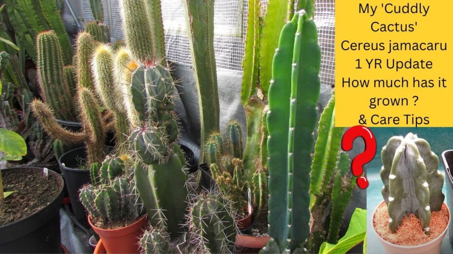 Cereus jamacaru: Conoce todo sobre esta fascinante planta de la familia de los cactus