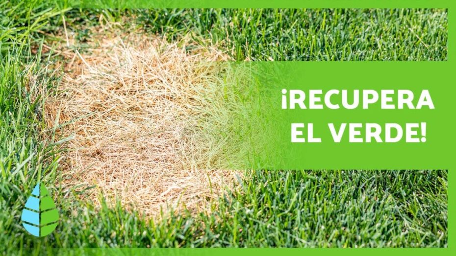 Causas y soluciones del césped amarillo: todo lo que necesitas saber