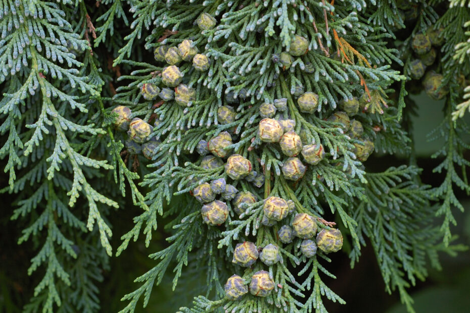 Chamaecyparis lawsoniana ‘Ellwoodii’: Todo lo que debes saber sobre esta variedad de planta