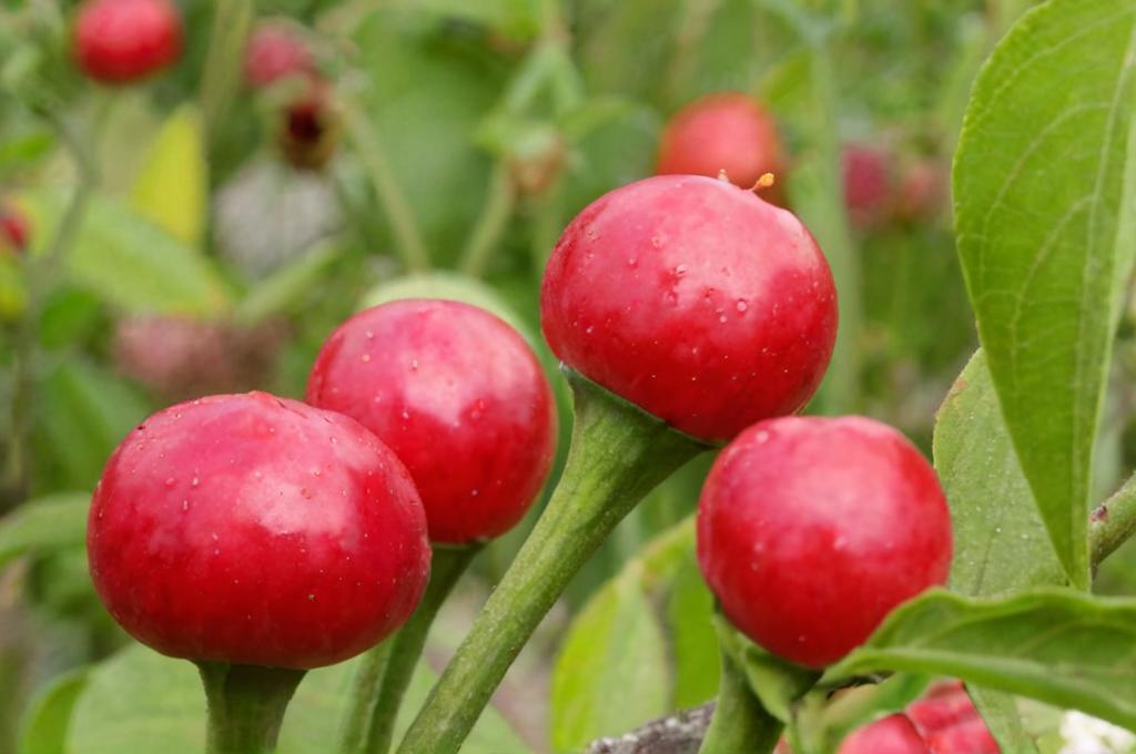 Cherry bomb: características y cuidados para cultivarlo en casa