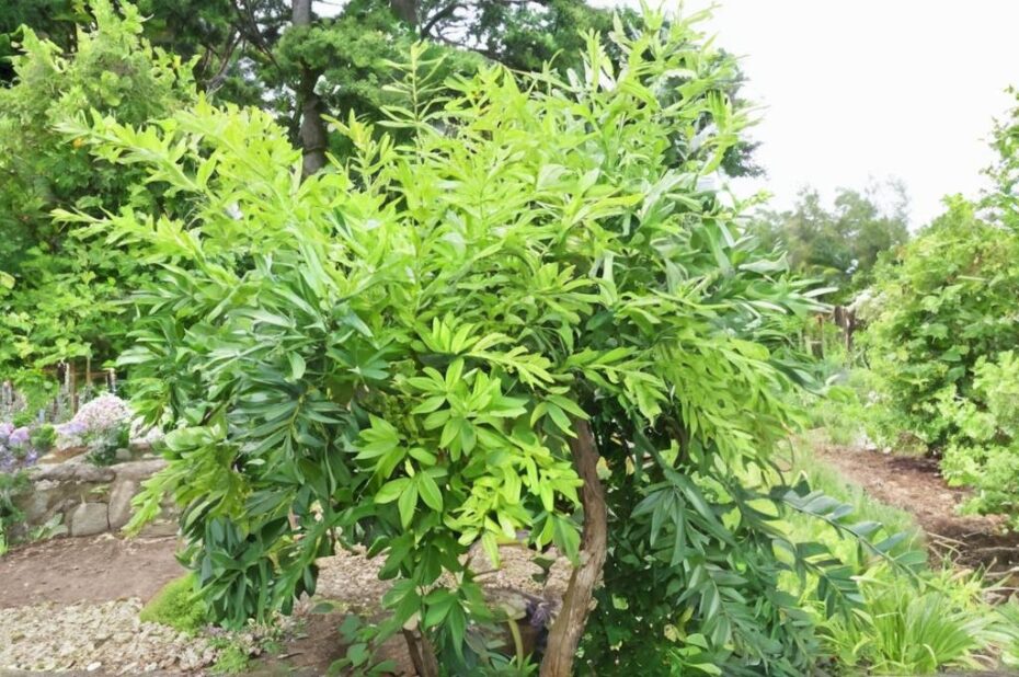Cocculus laurifolius también conocido como laurel de tres nervios
