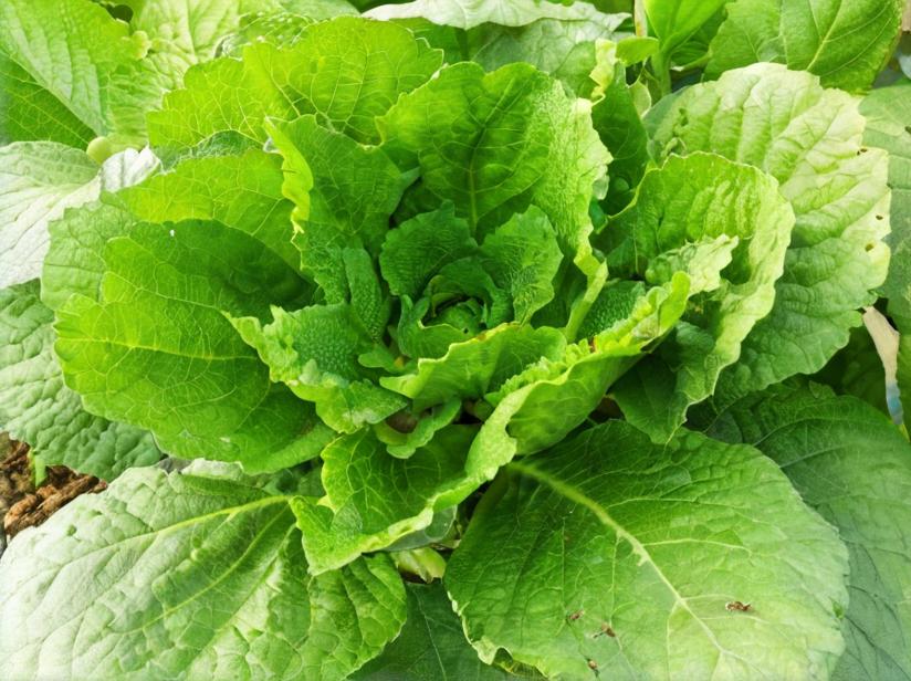 Col china (Brassica rapa ssp pekinensis)