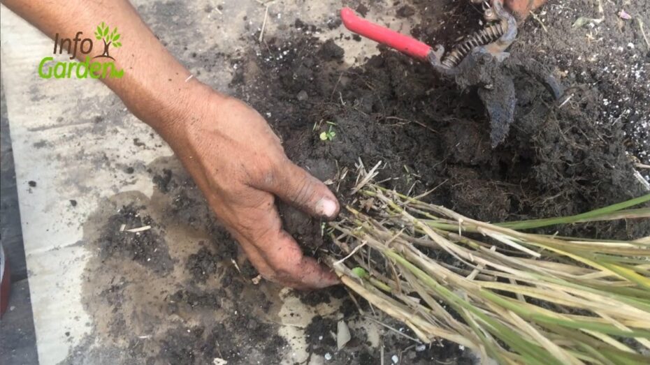 Cola de zorro (Pennisetum alopecuroides): La guía completa sobre esta planta de jardín