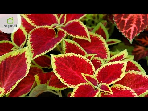 Cóleos: Descubre las fascinantes variedades de plantas y su cuidado