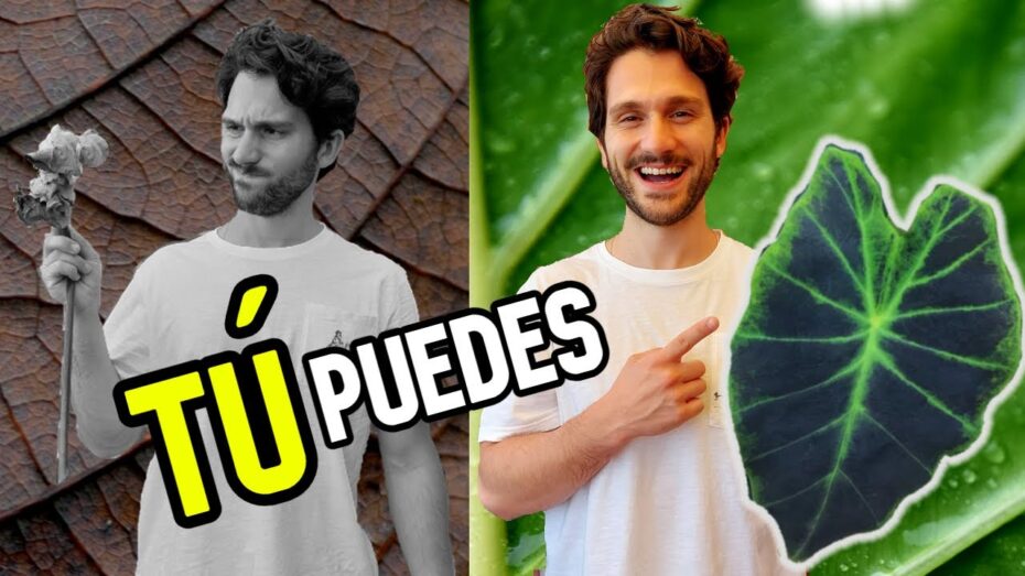 Cuidados de la Colocasia: consejos para el cultivo de esta planta exótica