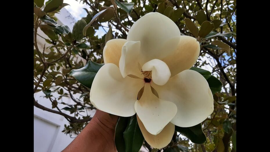 Color más común de la magnolia: descubre cuál es en esta guía completa