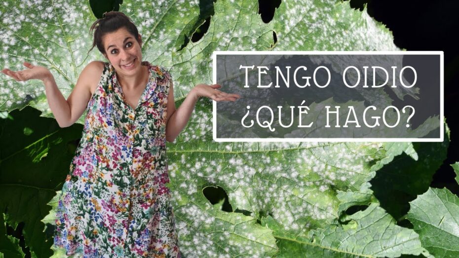 Combate el oídio del tomate: guía completa para un cultivo saludable