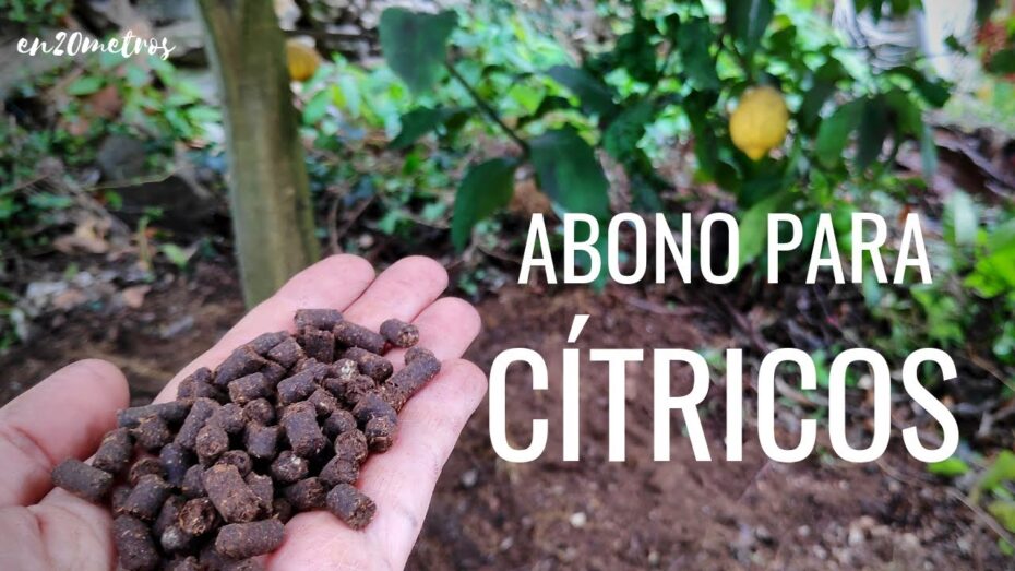 Abonar un naranjo: Guía completa para el cuidado y nutrición adecuada