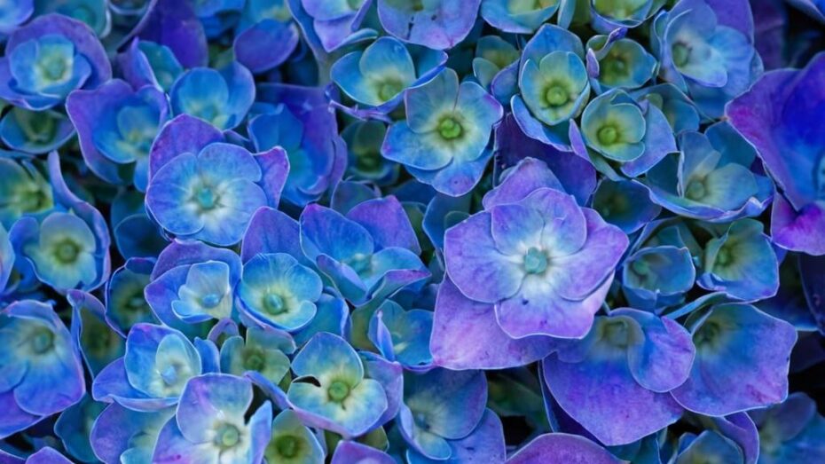 Cómo conseguir que la hortensia florezca de manera abundante hasta otoño