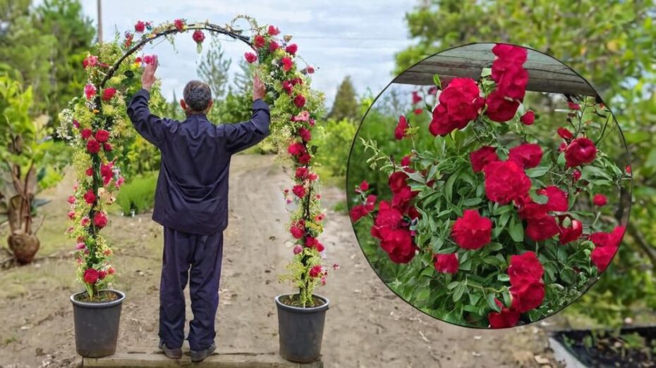 Cómo construir un arco para trepadoras