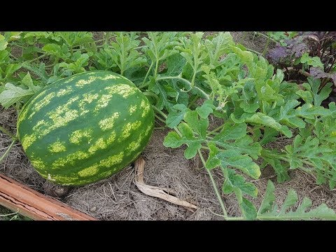 Optimización del cultivo de sandía: Cómo y cuándo cosechar esta fruta deliciosa