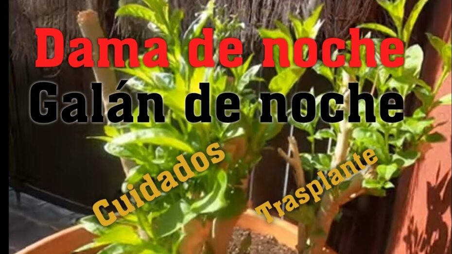 Dama de noche: Cómo cuidar y mantener esta planta de manera óptima