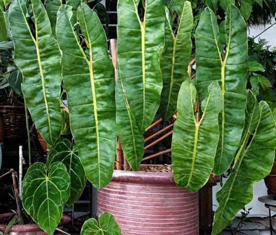 Cómo cuidar el Philodendron billietiae