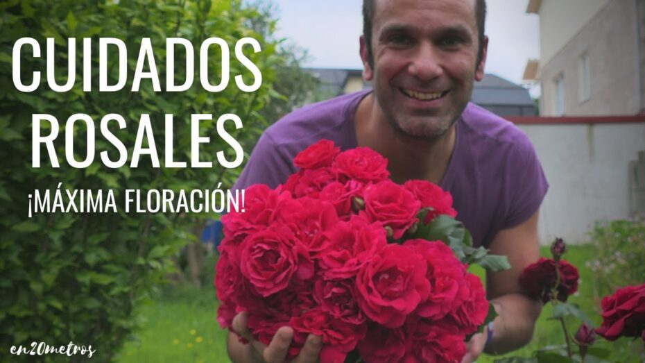 Cuidado de jardín de rosas: consejos y técnicas para mantener tus rosales saludables
