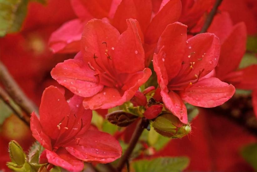 Cómo cuidar las azaleas