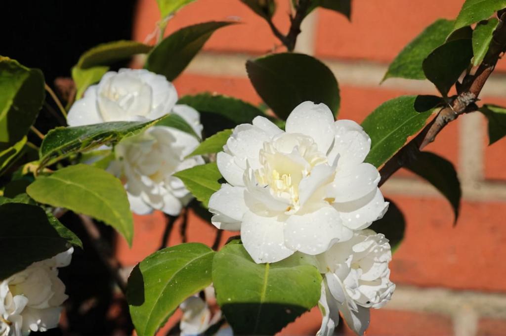 Cómo cuidar las camelias blancas: cuidados más importantes