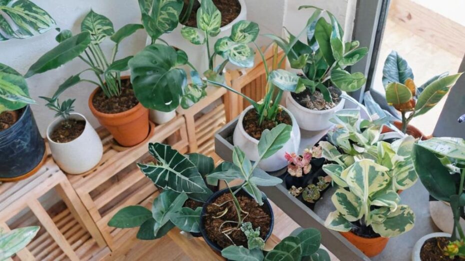 Cómo cuidar plantas de interior en otoño