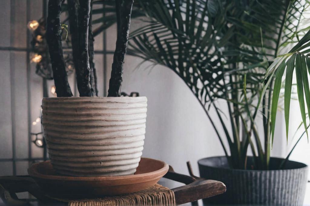 Cómo cuidar plantas de interior en verano