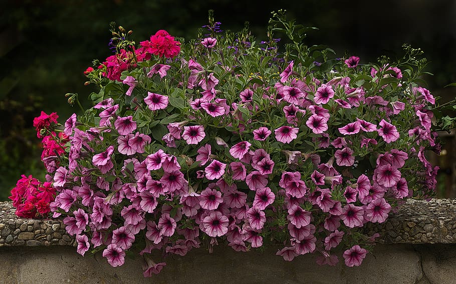 Cuidado de las surfinias en invierno: consejos para mantener tus plantas saludables