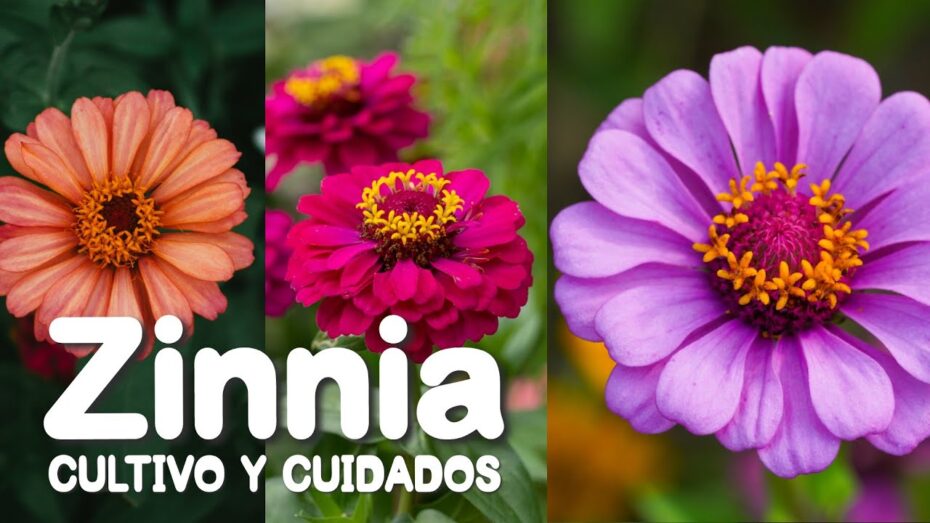 Cuidado experto de Zinnias: aprende cómo cuidar estas hermosas plantas