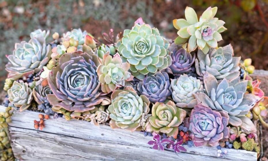 Cómo decorar suculentas para hacer recuerdos de boda