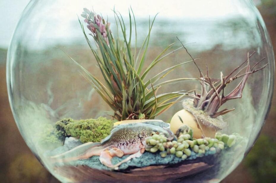 ¿Cómo decorar un terrario con plantas?