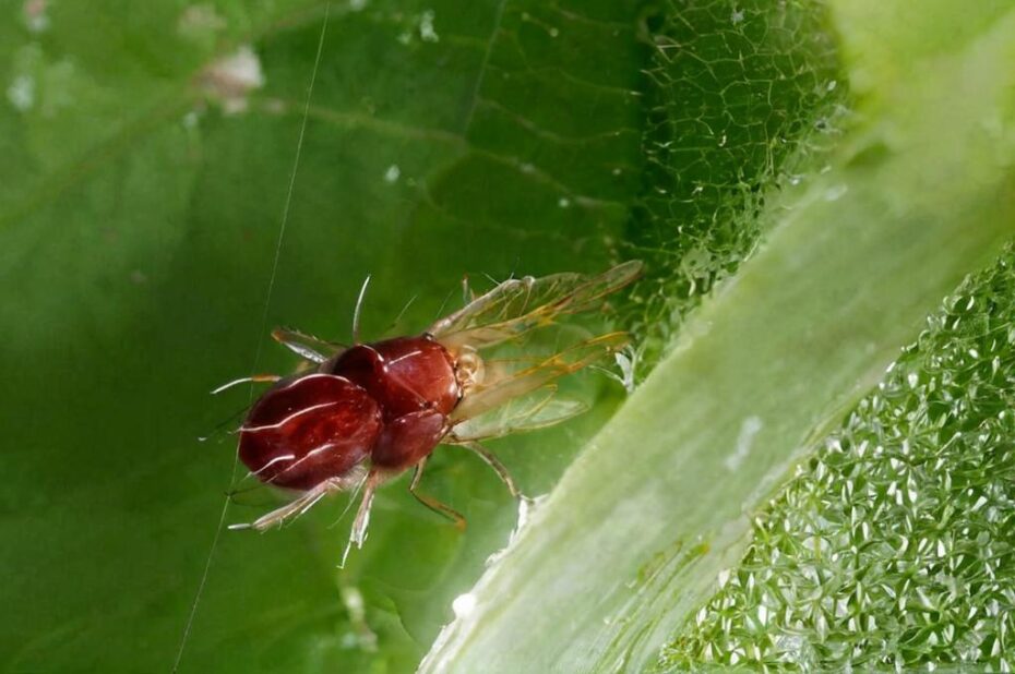 ¿Cómo eliminar la araña roja de la oreja de elefante?