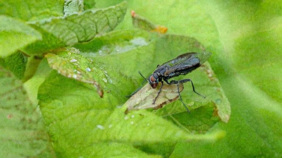 Cómo eliminar la mosca del sustrato de manera natural