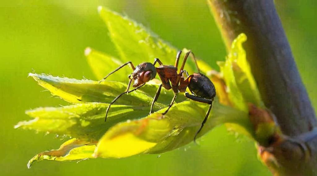 Cómo eliminar las hormigas en la tierra de las plantas