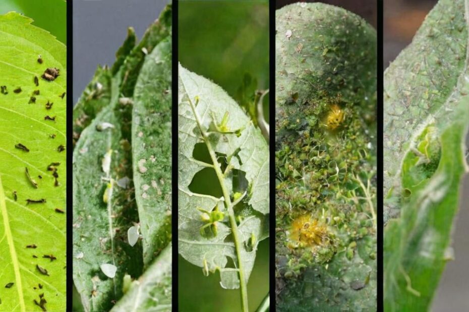 Cómo eliminar plagas de plantas